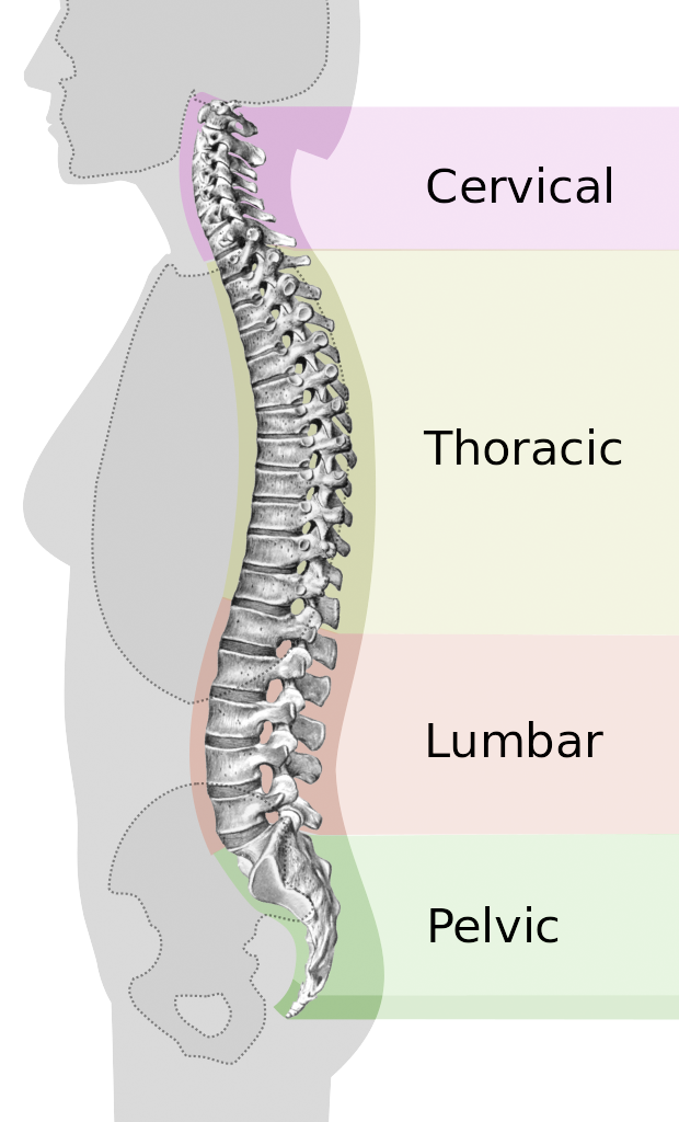spine anatomy disorders diseases