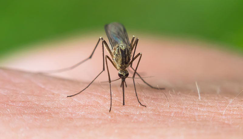 zika virus brain defects